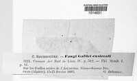 Melampsora allii-fragilis image